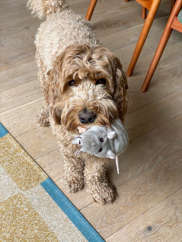 Teun houd een knuffel muis vast