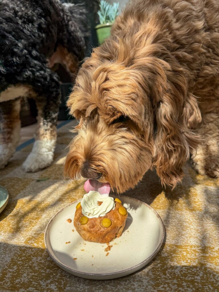 teun likt slagroom van de honden taart