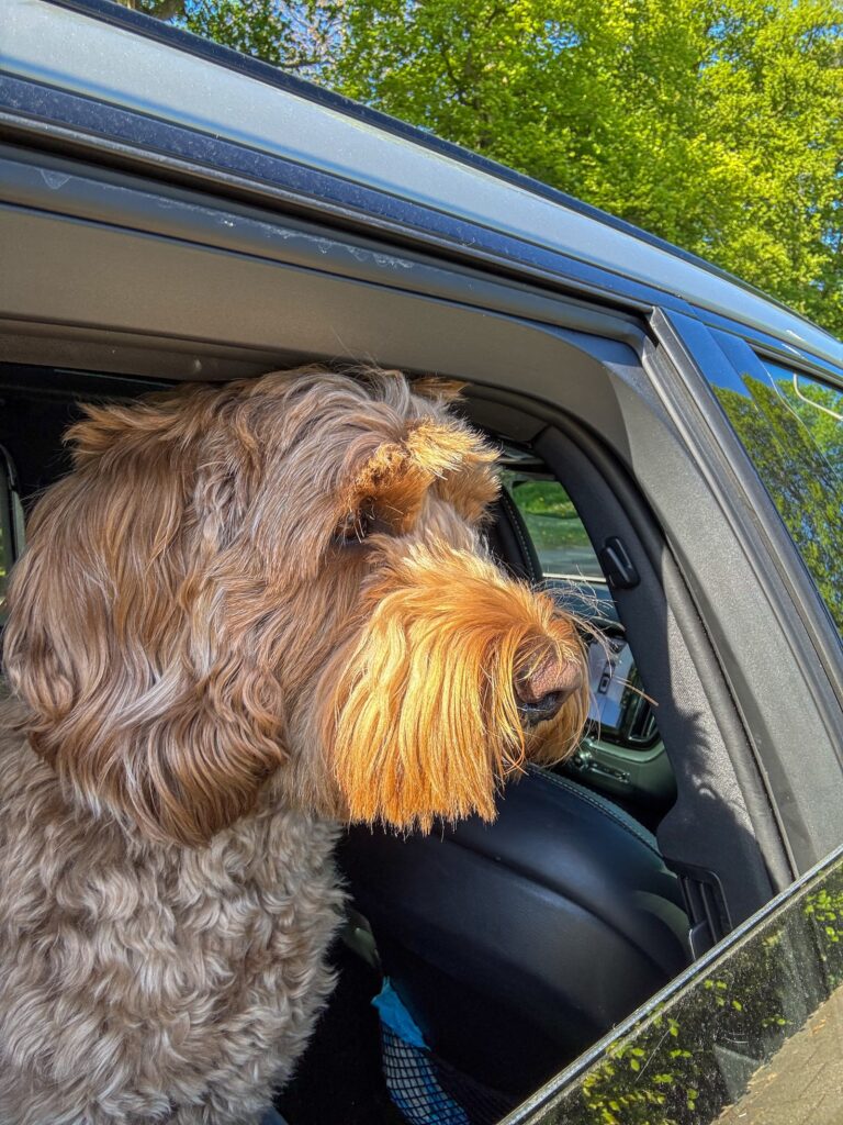 Hond kijkt uit autoraam