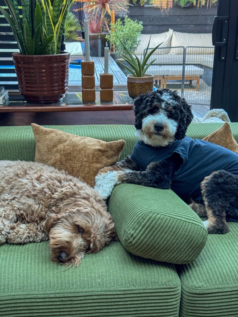 de honden liggen beide op de bank
