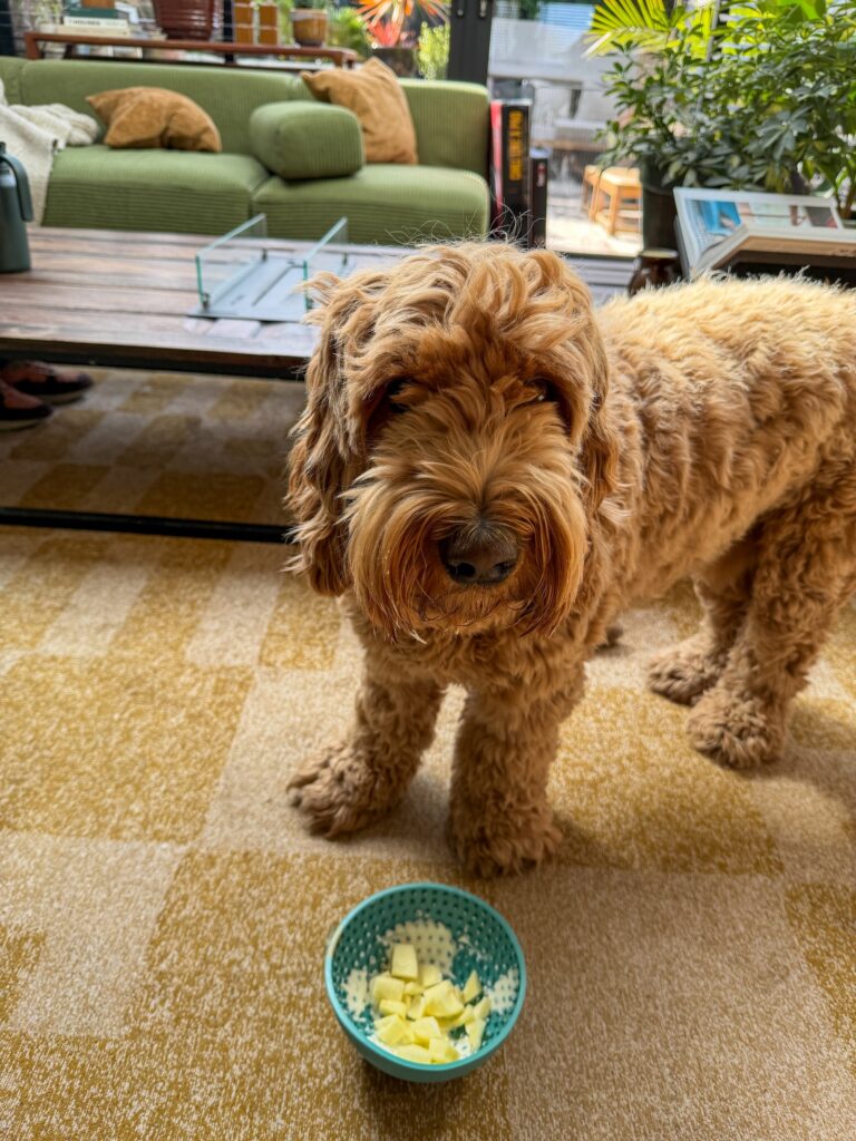Hond eet een snack met fruit uit een bakje
