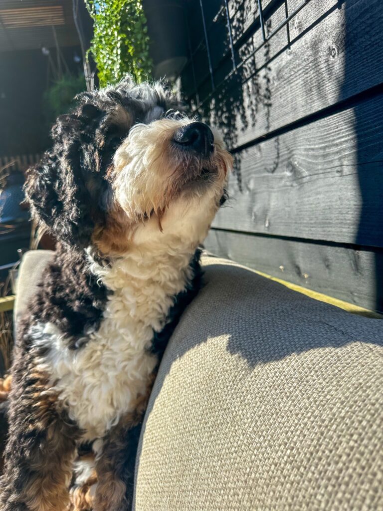 Legend met zijn snuit in de zon