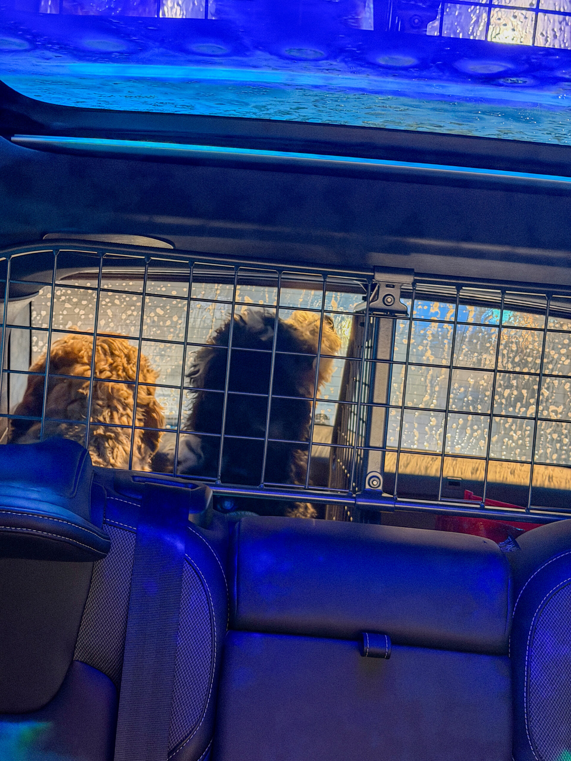 Honden zitten in de achterbak tijdens de wasstraat