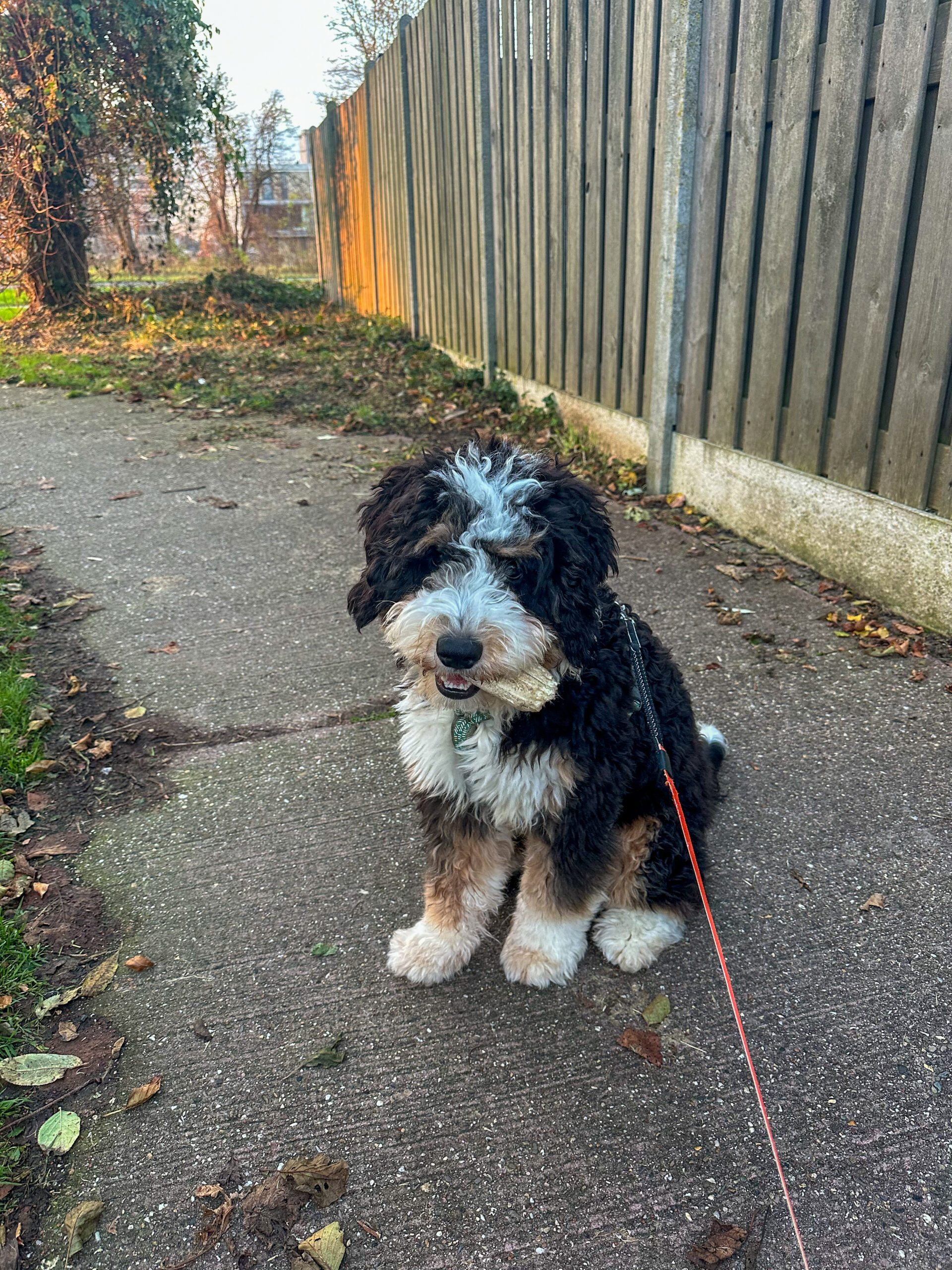 Hond zit netjes tijdens wandeling buiten met bot