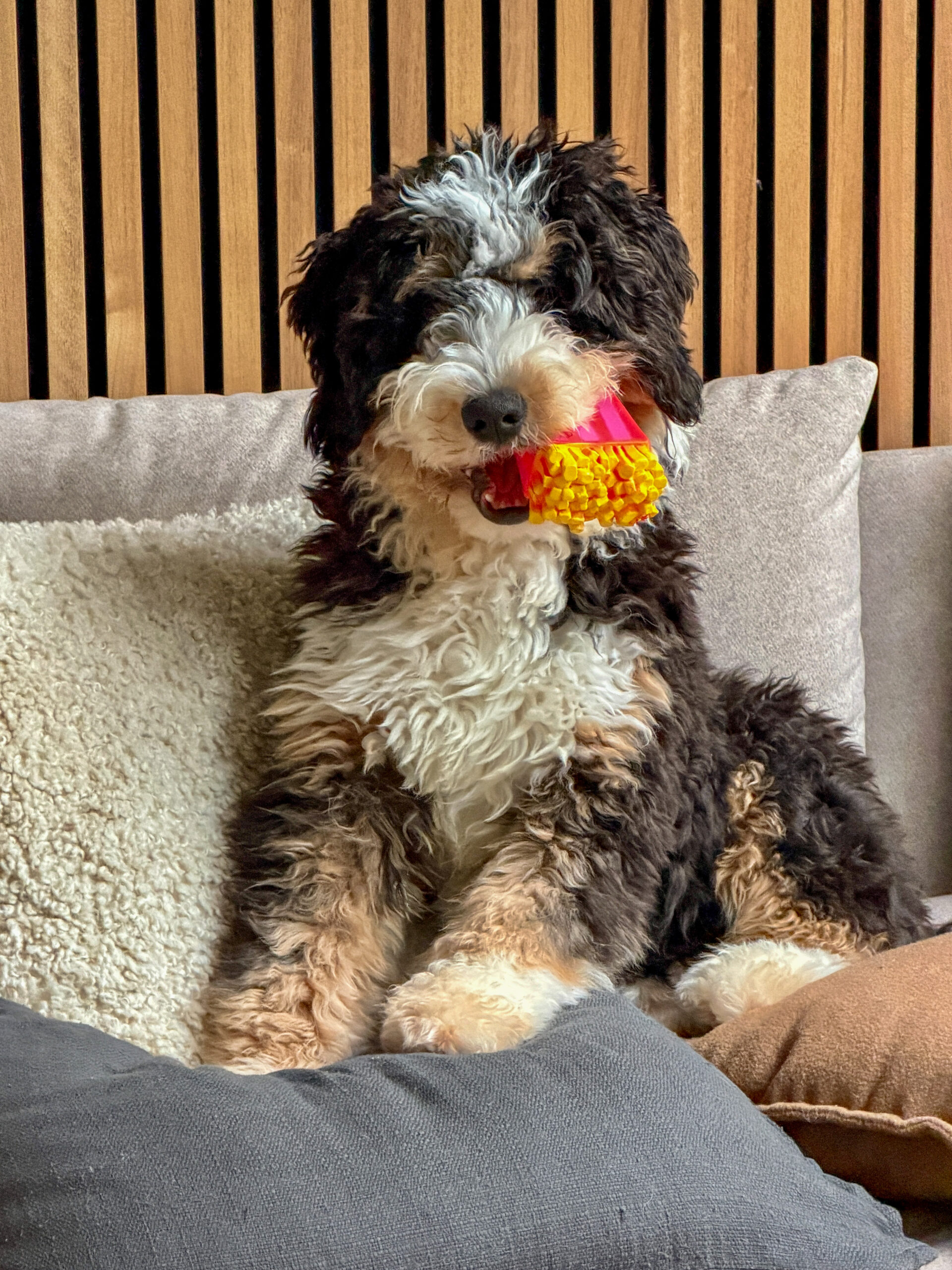 Thuis bij familie over de kook: week 49. Puppy Ledgie zit op de bank met een roze-geel speeltje in zijn bek.