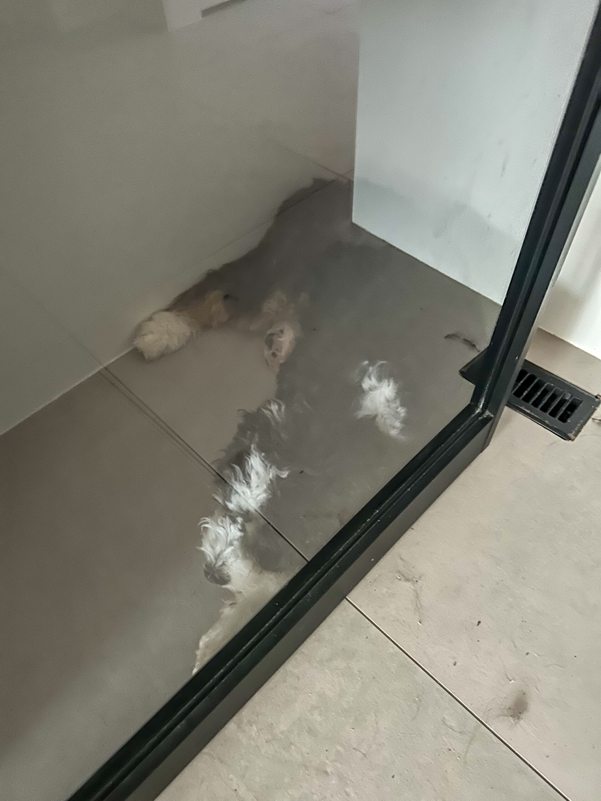 Hond slaapt achter de deur