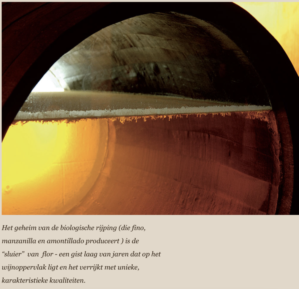 Dit is de gist laag op sherry flor genoemd