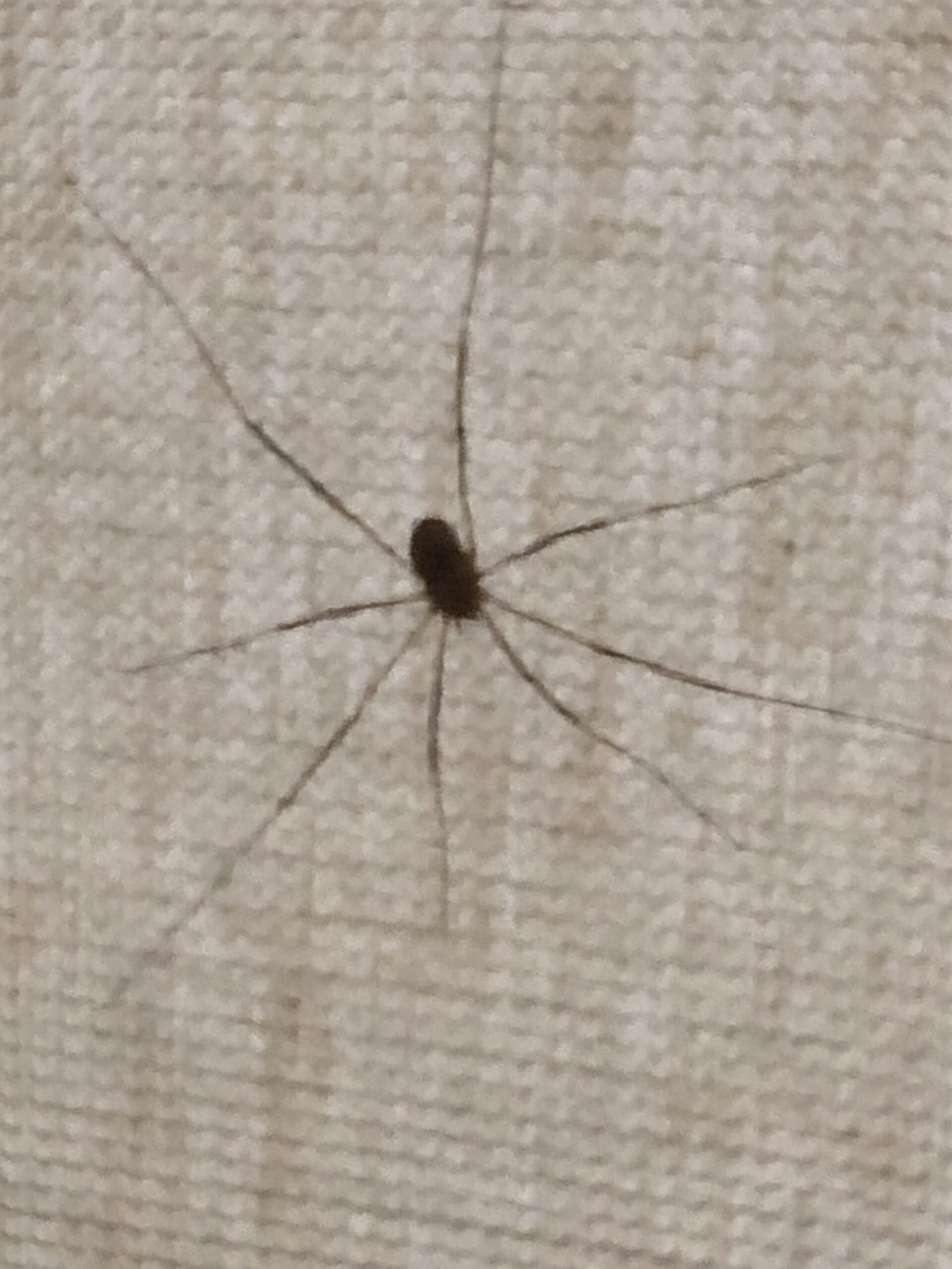 spinnen in Frankrijk