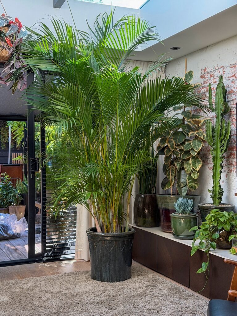 Grote plant in de woonkamer