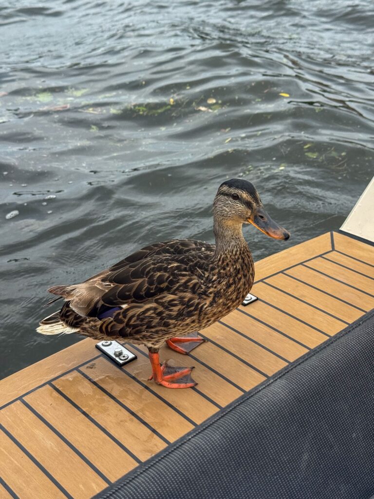 Eend staat op de boot