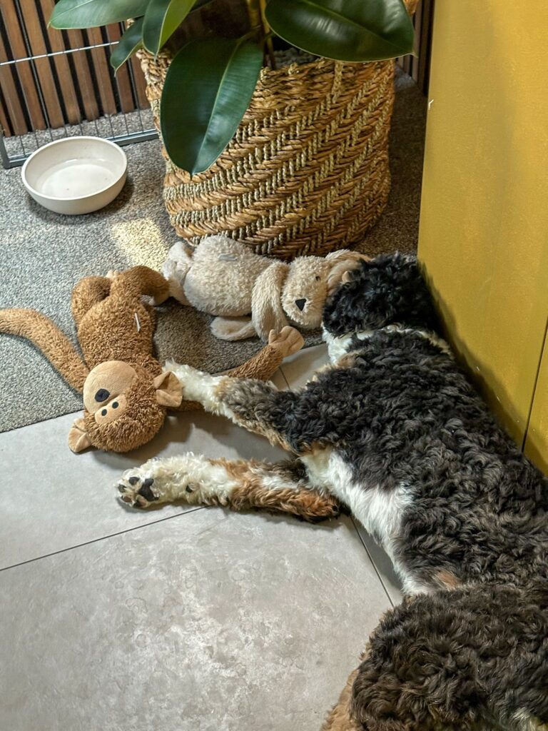 Legend ligt met knuffels om zich heen in de gang