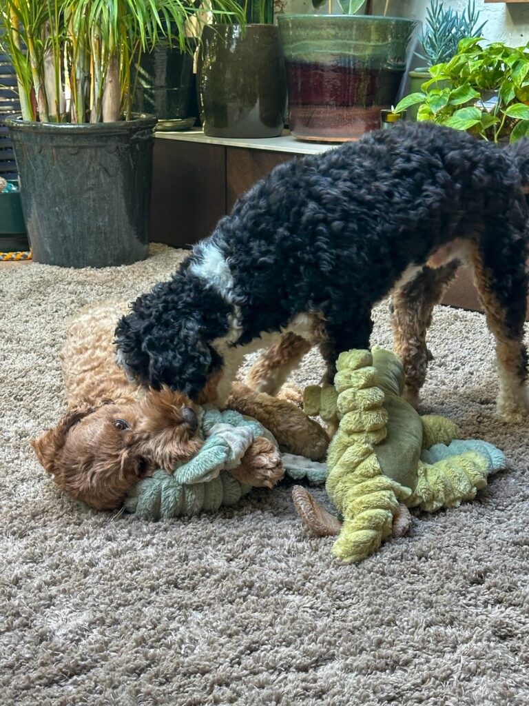 Honden Legen en Teun spelen met elkaar