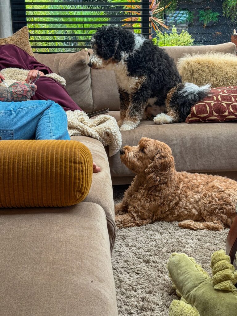 Honden zitten op het kleed te bietsen