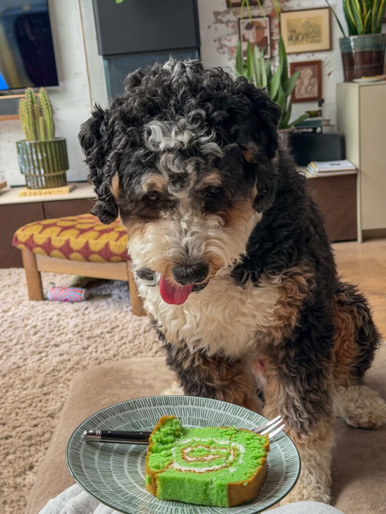 hond Legend kijkt naar cake met tong naarbuiten