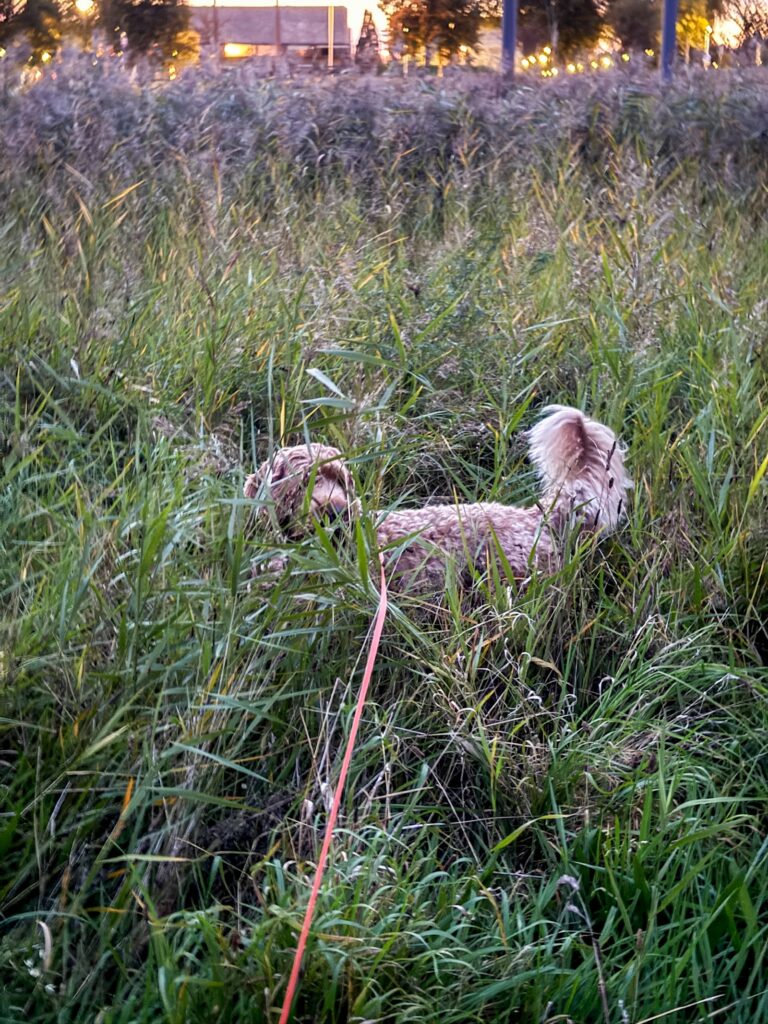 Hond Teun loopt in het riet