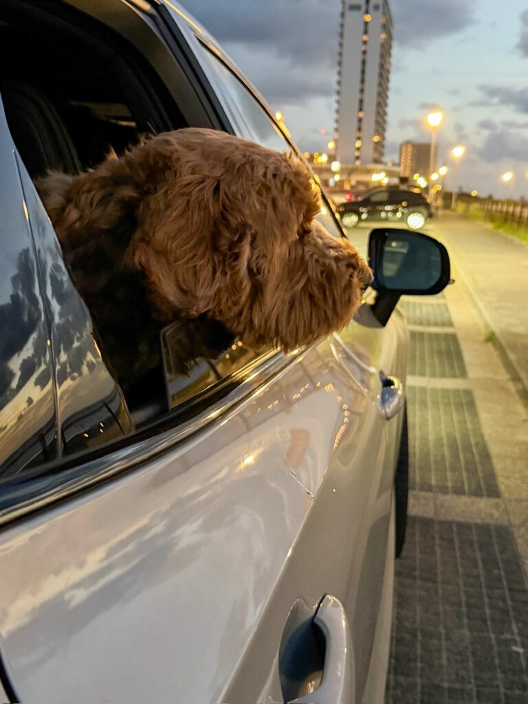 Hond Teun hangt uit het autoraam