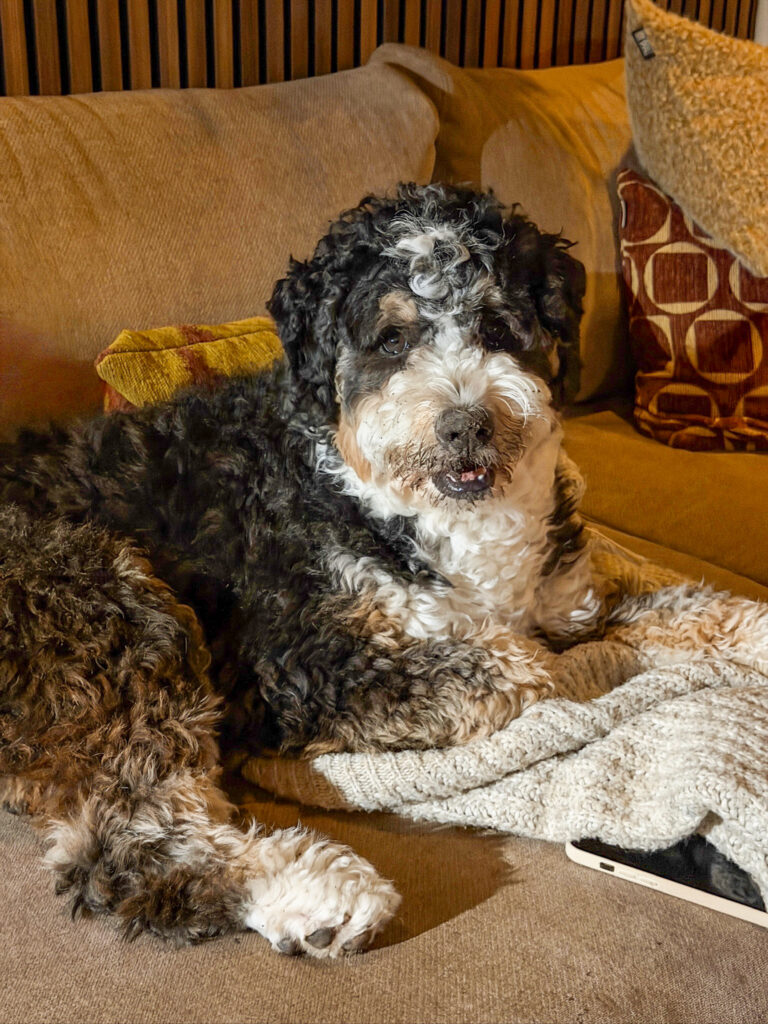 hond Legend zwarte snuit van in de aarde graven
