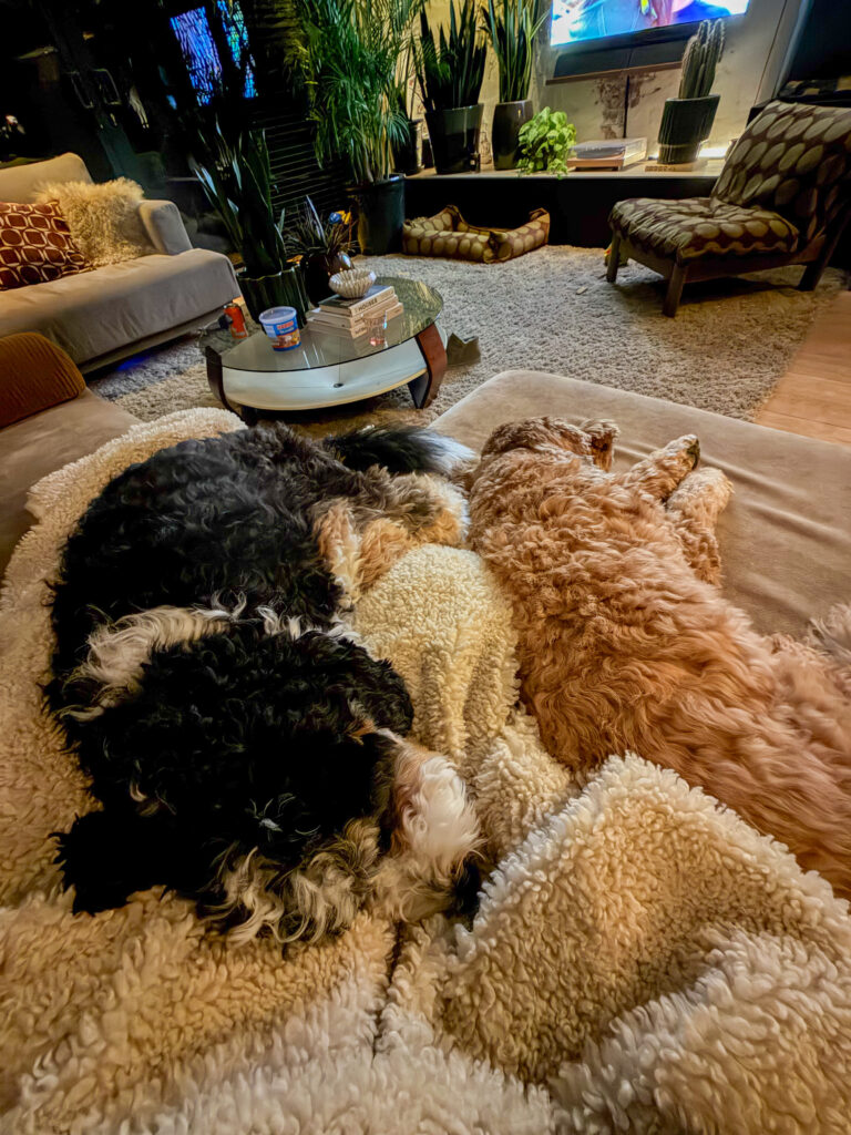 honden Legend en Teun liggen op schoot
