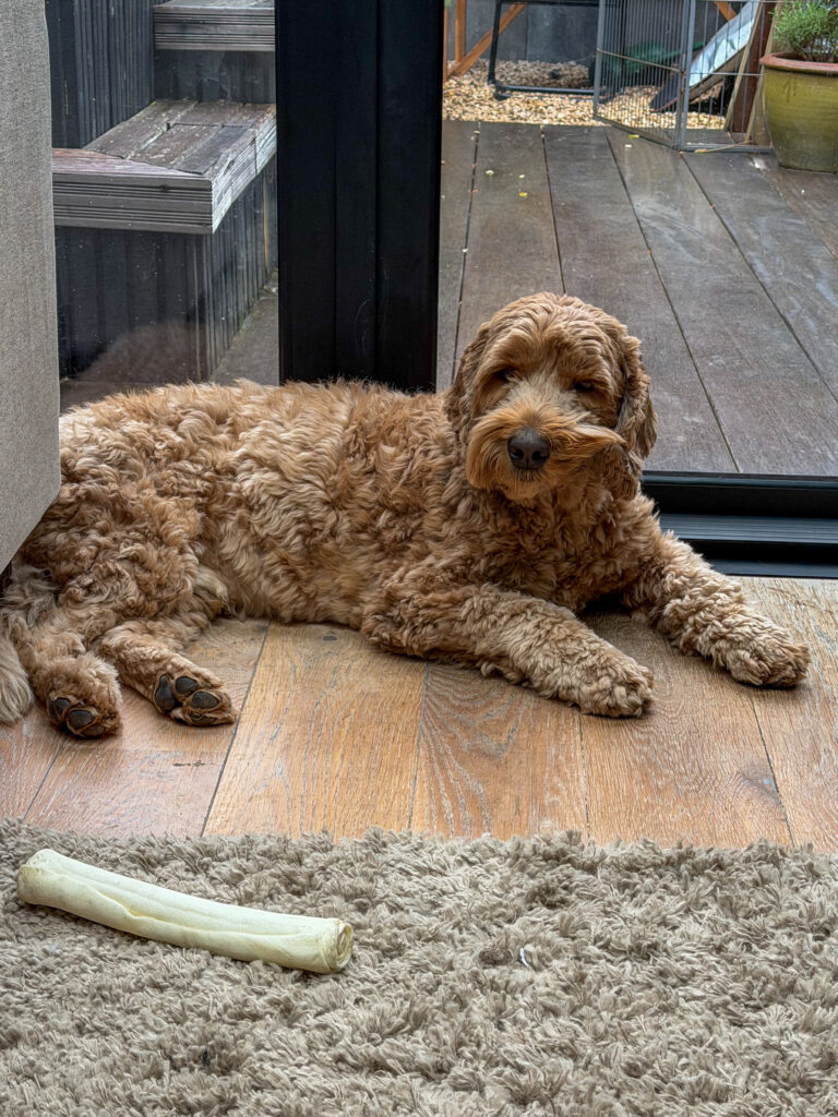 Hond Teun ligt tegen schuifpui aan